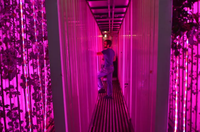 Local Sprout founder Mitch Hagney examines produce growing inside his East Side warehouse. - LEA THOMPSON