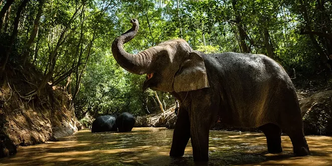 Elephant from Kulen Forest Sanctuary - COOPERATION OF SAN ANTONIO ZOO