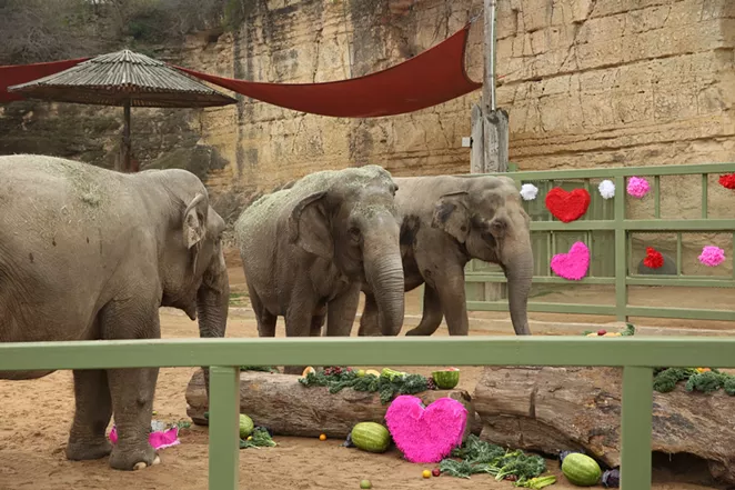 COURTESY OF SAN ANTONIO ZOO