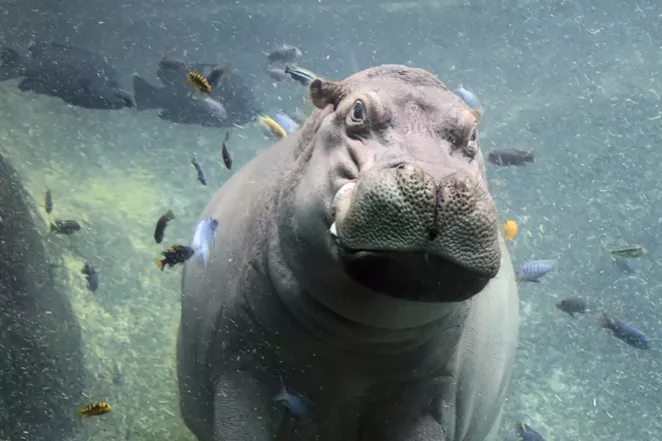 One of the zoo's beloved hippos takes a swim. - COURTESY OF SAN ANTONIO ZOO