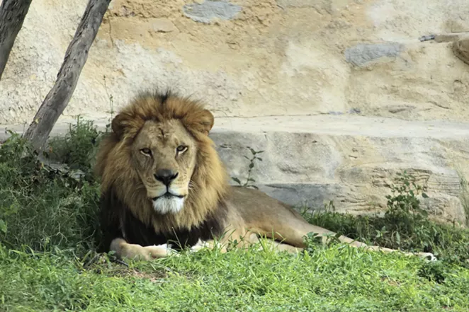 COURTESY OF SAN ANTONIO ZOO
