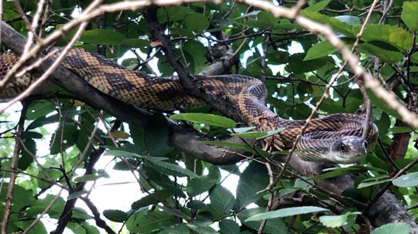 A Texas rat snake photographed on the South Side of San Antonio. - JOE WEBB