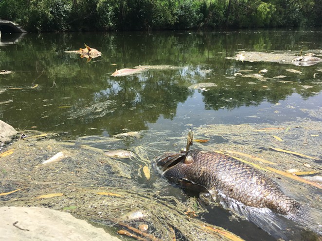 Dead fish float in the San Antonio River after an ammonia leak at a downtown sausage plant. - KATIE HENNESSEY