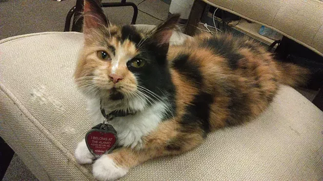 This is Miss Isabella "Bella" Francisca Veramendi, the official Alamo cat. - TEXAS GENERAL LAND OFFICE