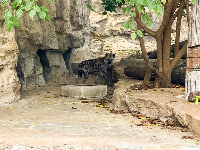 COURTESY OF SAN ANTONIO ZOO