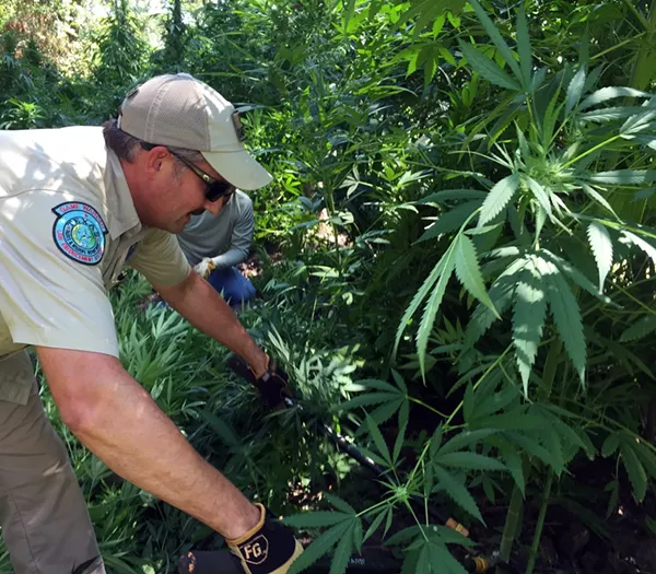 Texas game wardens destroy $6 million worth of marijuana. - COURTESY TPWD