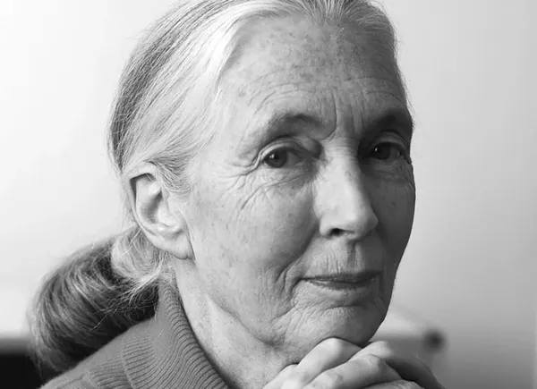 Dr. Jane Goodall will speak at Trinity University on Thursday. - DAVID S. HOLLOWAY