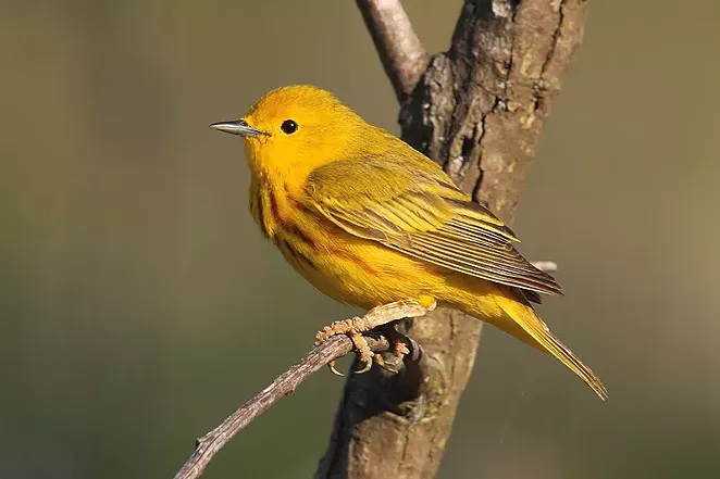 The yellow warbler is one of the birds whose range has expanded in recent years.