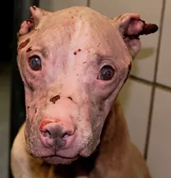 Rosie before receiving treatment from veterinarians. - ANIMAL CARE SERVICES