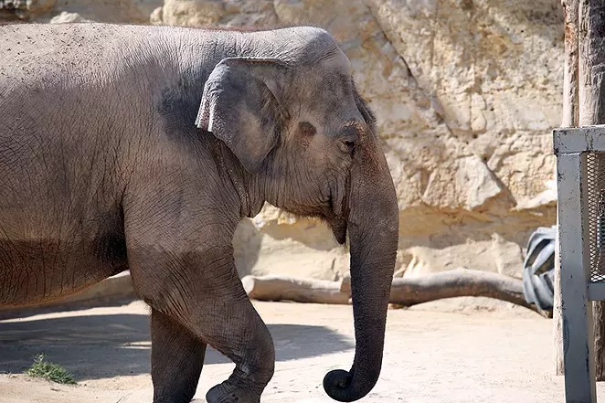 The Animal League Defense Fund alleges the San Antonio Zoo is violating the federal Endangered Species Act. - ONE WORLD CONSERVATION
