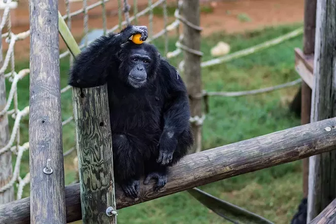 In November, the National Institutes of Health announced it would no longer support biomedical research on chimpanzees, which means the nearly 160 federally-owned chimps in Texas will be retired to sanctuaries. - SHELBY KNOWLES