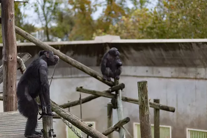 Chimpanzees waiting to be fed lunch, which is usually a combination of different fruits. - SHELBY KNOWLES