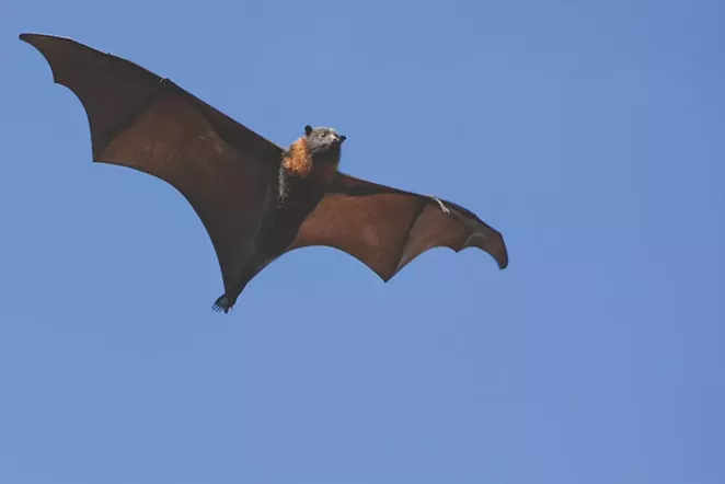 bat.jpg