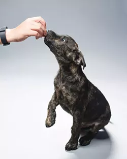DiNozzo (adopted)