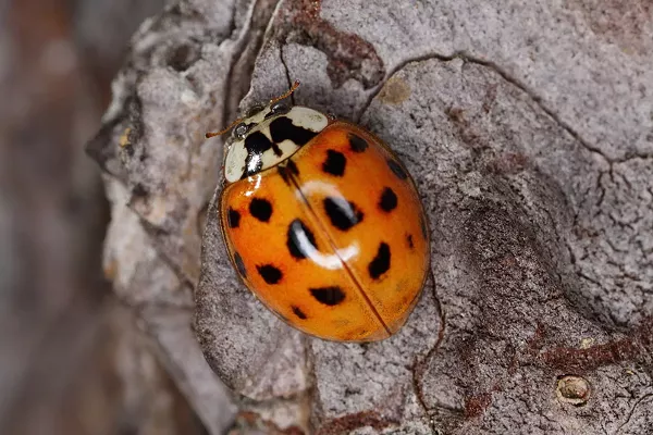 WIKIPEDIA, ASIAN LADY BEETLE