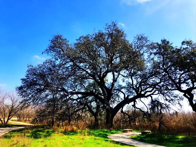 The Medina River Greenway is the second leg of the author's quest to circumnavigate the Alamo City by foot. - BILL BAIRD