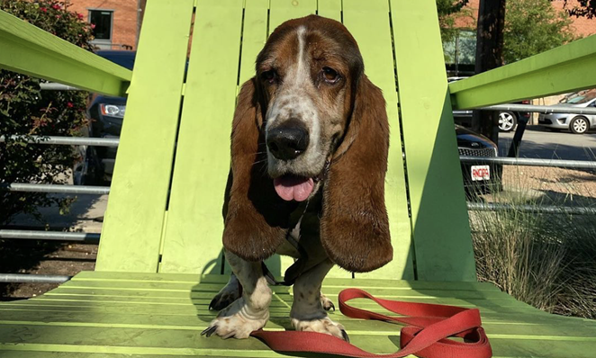 San Antonio had plenty of dog-friendly places to celebrate National Puppy Day on Tuesday, but Cool Beans Cafe's puppy menu means that there's a new place in town for us to visit with our canine companions. - INSTAGRAM / ELSEWHERESATX