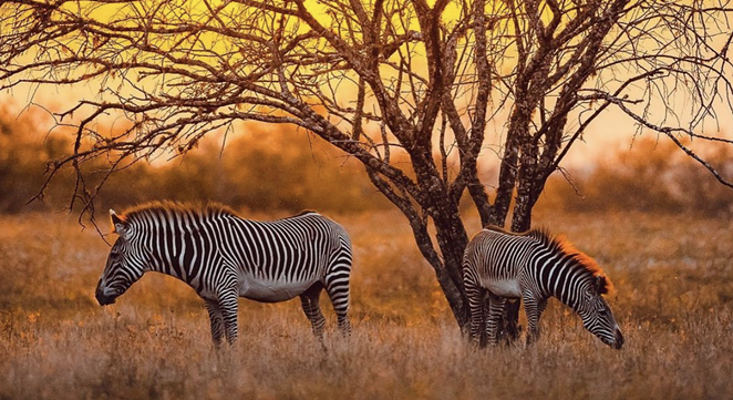 Exotic animal breeder Brian Gilroy wants to build a $500 million safari park on SA’s South Side. - INSTAGRAM / WILDLIFEPARTNERS