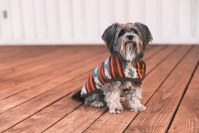 Shane Smith's dog Gretchen was in his truck when it was stolen from Pearl Brewery on Monday. - TWITTER / SHANESMITHMUSIC