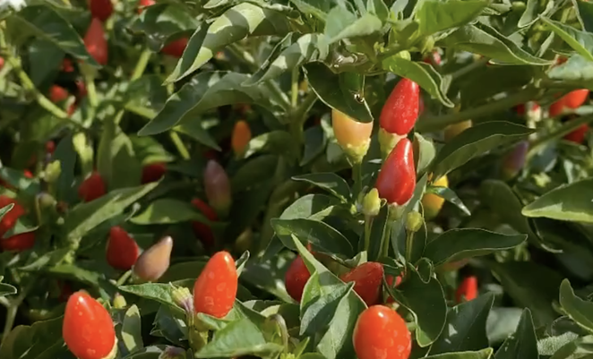 The San Antonio Botanical Garden is bringing the heat with its second Pequeño Pepper Day event. - INSTAGRAM / SABOTGARDEN