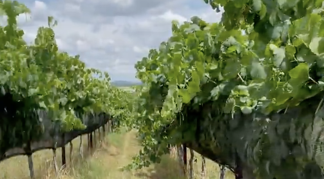 Cottonwood Wine Tours has been voted one of the ten Best Wine Tours in the nation by USA Today. - INSTAGRAM / COTTONWOODWINETOURS