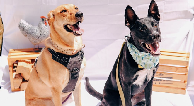 Bar-B-Cutie Smokehouse’s Oct. 30 Howl-O-Ween event will benefit local nonprofit San Antonio Pets Alive. - INSTAGRAM / BARBCUTIE