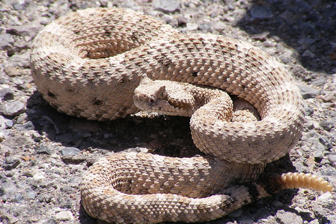 Puerto rican rattlesnake