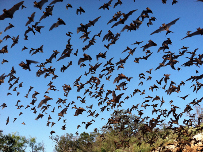 Mexican Free-tailed bats flying out of Bracken Cave - FLICKR, U.S. FISH AND WILDLIFE SERVICES
