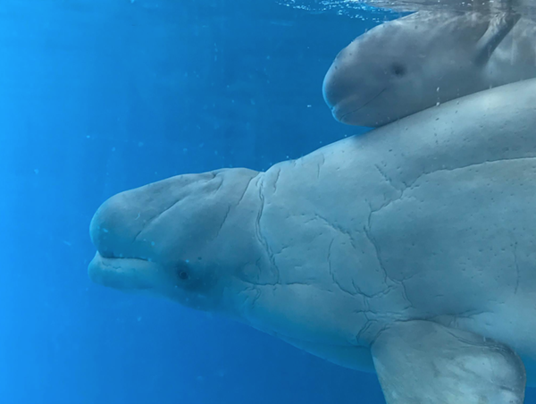 PHOTO VIA FACEBOOK, SEAWORLD