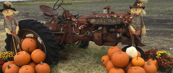 20 San Antonio-area corn mazes and pumpkin patches to visit this fall