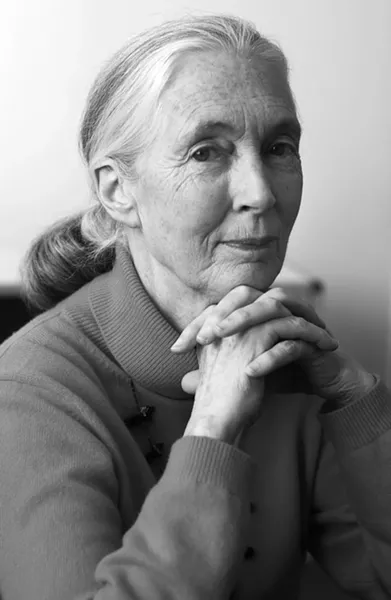 Dr. Jane Goodall will speak at Trinity University on Thursday. - DAVID S. HOLLOWAY