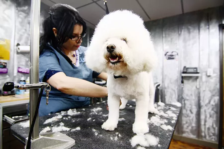 lucys dog grooming