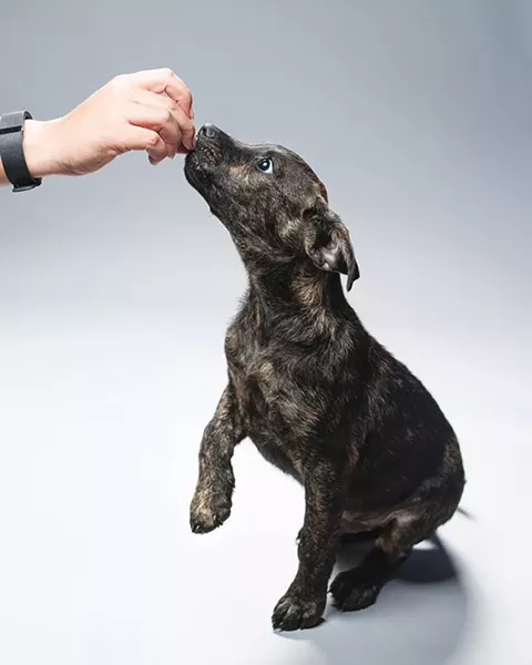 DiNozzo (adopted)