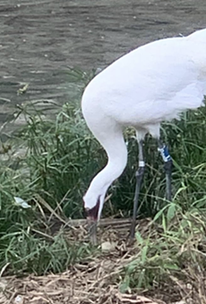 San Antonio Zoo Whooping Crane Laid a Very Special Easter Egg on Sunday (2)