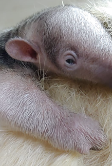 San Antonio Zoo Welcomes Births of Cute Babies From Across the Animal Kingdom