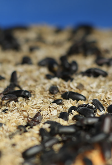 Manna Foods' protein powder is made with darkling beetles.