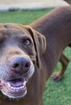 San Antonio Humane Society slashing adoption fees during event with North Shore Animal League