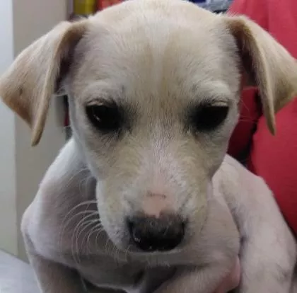 Love is in the air! Let's go to Paris - SAN ANTONIO HUMANE SOCIETY