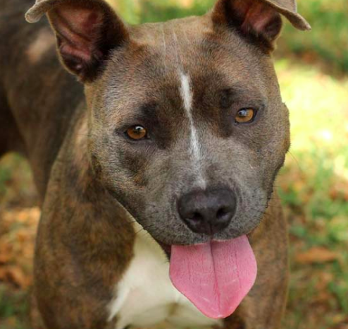 San Antonio Animal Care Services said trees, patios, canopies and umbrellas all can provide shade to help pets beat the heat.