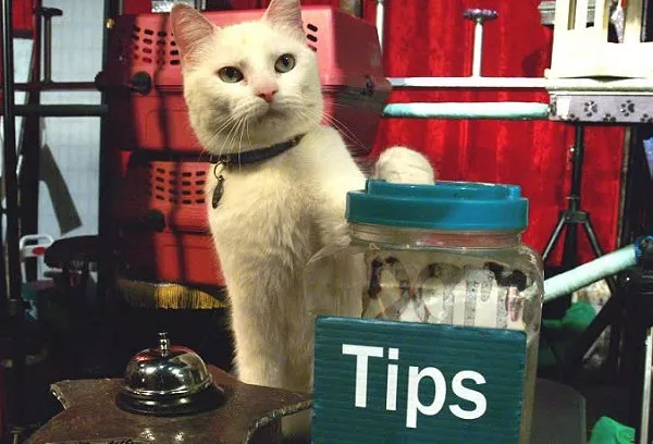 COURTESY OF CIRCUSCATS.COM