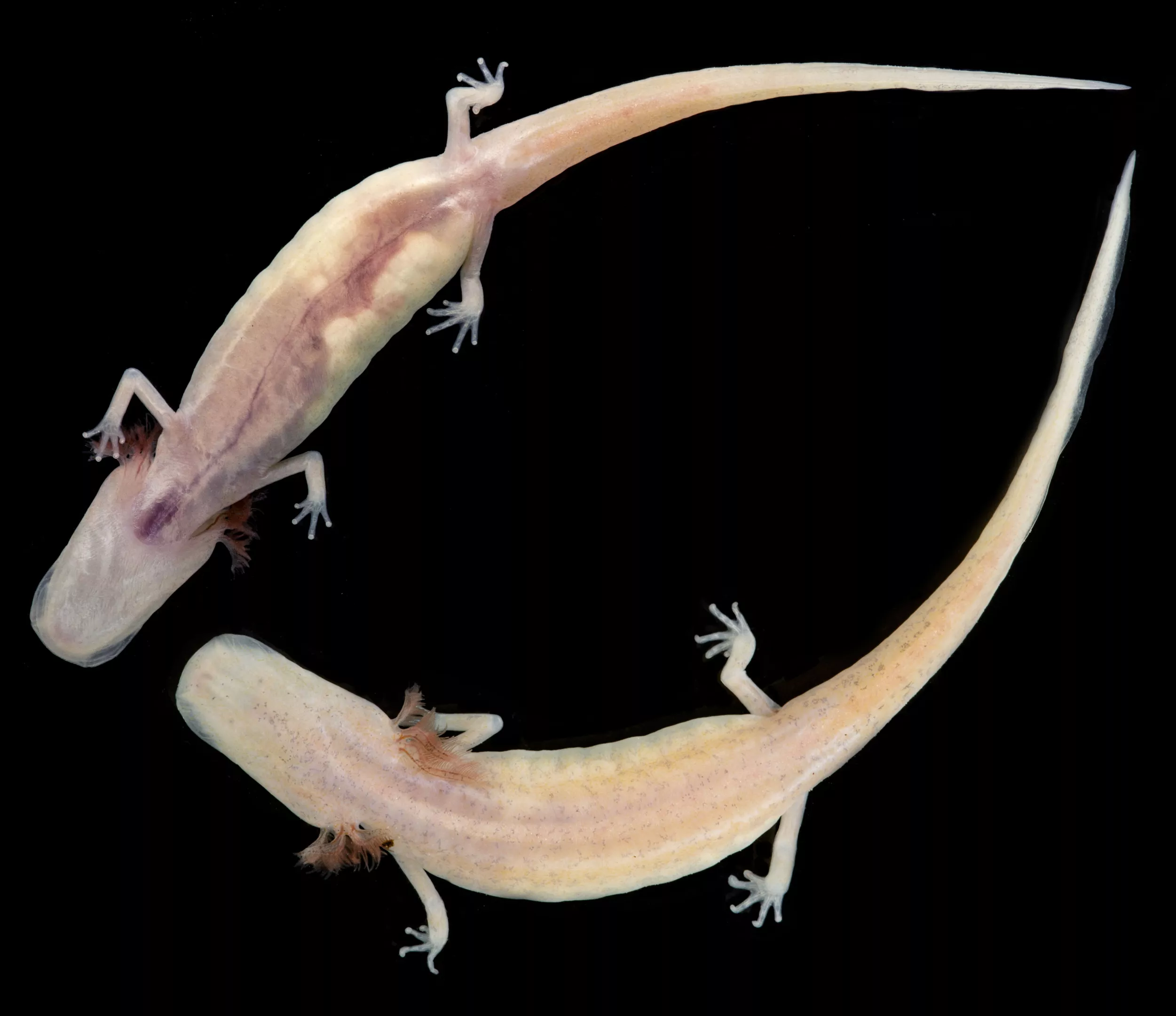 Georgia Blind Salamander Bred In Captivity For The First Time At The San Antonio Zoo The Daily In mutant eyeless salamanders and in normal animals enucleated early in development, serotonin fluorescence, serotonin uptake, and somatosensory activity were present in the superficial tectal. san antonio current