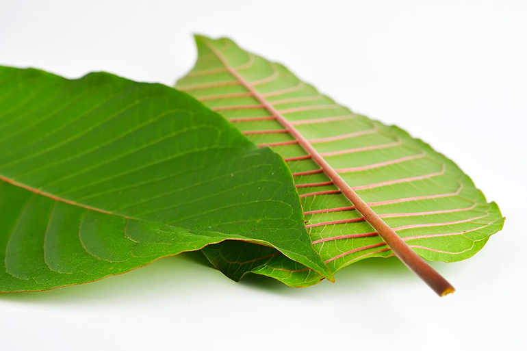 Red Vein Kratom: The Mightiest of Kratom Strains | Paid Content | San Antonio | San Antonio Current