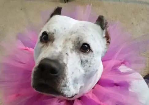 Mia rockin' her favorite accessory - SAN ANTONIO PETS ALIVE