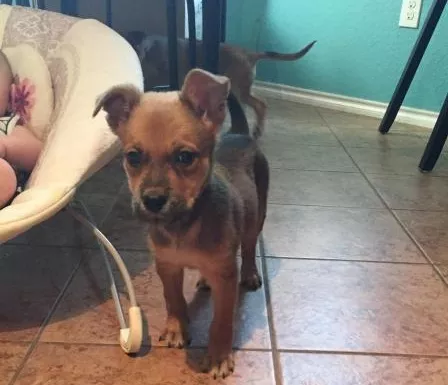 "Puppy Power" - SAN ANTONIO PETS ALIVE
