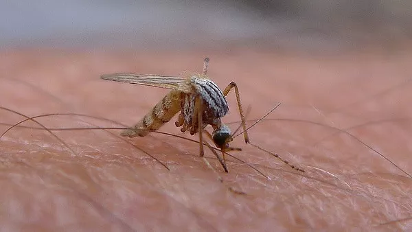 Two more cases of Zika virus were confirmed in Bexar County. - FLICKR CREATIVE COMMONS