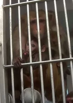 The animal right's group Stop Animal Exploitation Now (SAEN) acquired records showing seven animals have died at the Texas Biomedical Research Institute in three years. - THE HUMANE SOCIETY