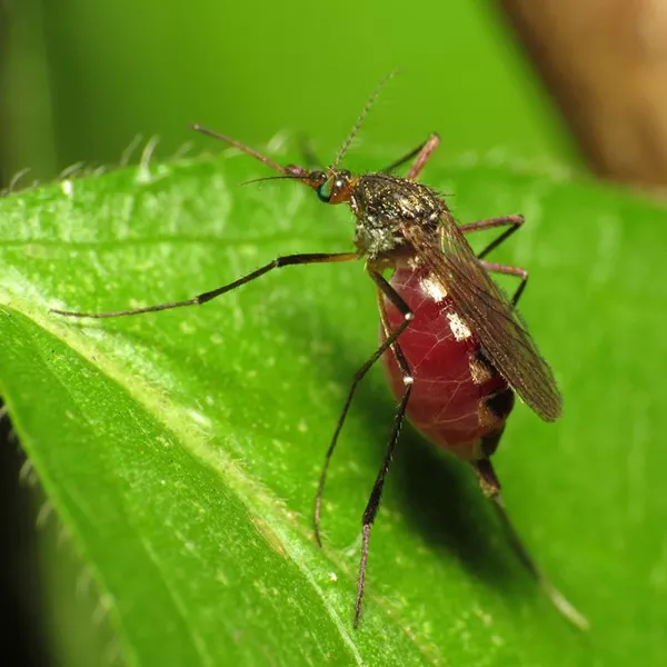 More Zika virus cases could emerge in Bexar County. - VIA FLICKR CREATIVE COMMONS/KATJA SCHULZ