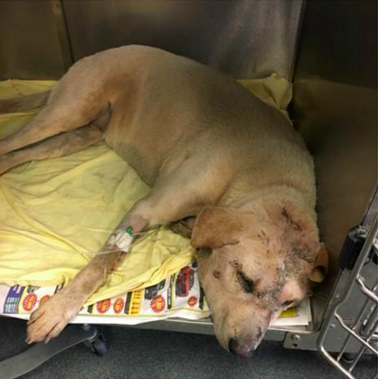 Millie after being pulled out of the dumpster. - ANIMAL CARE SERVICES