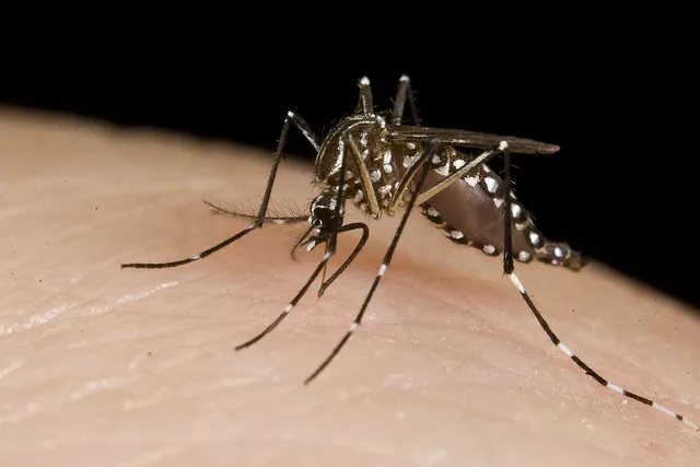 A person from Puerto Rico died after contracting the Zika virus. - FLICKR CREATIVE COMMONS