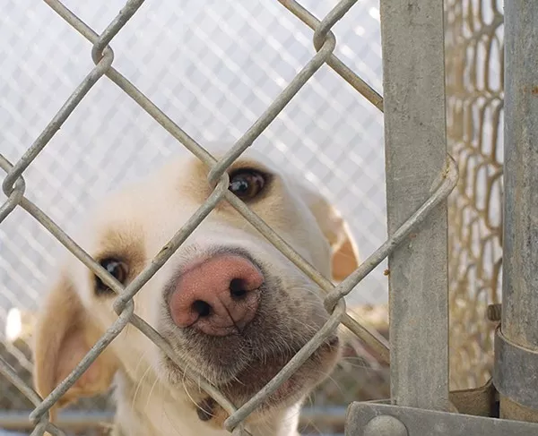 No-kill no more. - WIKIMEDIA COMMONS